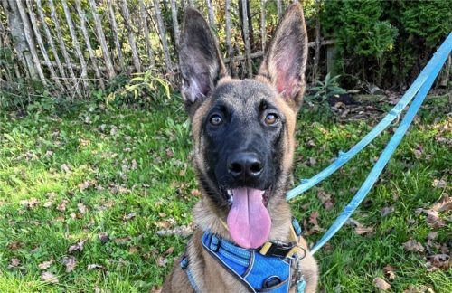 Rüde Stuart sucht ein aktives Zuhause. Foto re