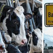 Ermittlungen um Rinder-Drama dauern