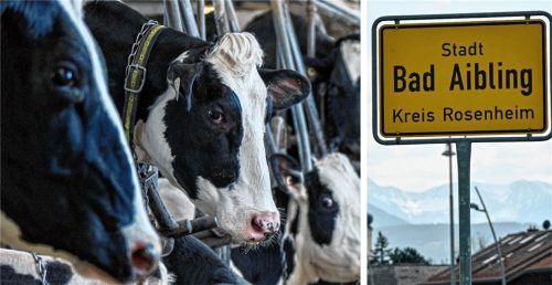 Vor einem Monat wurden auf einem Hof in Bad Aibling neun tote Rinder entdeckt, ein weiteres musste eingeschläfert werden (Symbolfoto). Fotos DPA