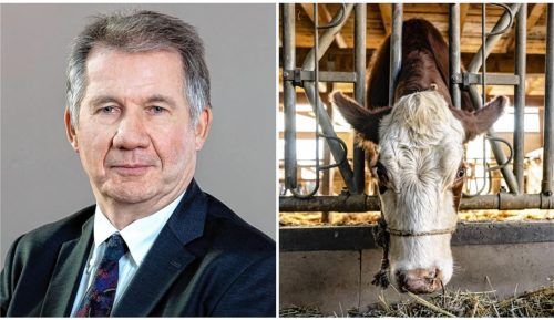 Wie konnte es zu den schrecklichen Tierdramen in Griesstätt und Bad Aibling kommen? Auf beiden Höfen wurden mehrere tote Rinder entdeckt (Symbolbild). Dr. Hans-Jürgen Seufferlein, Direktor des Verbandes der Milcherzeuger Bayern, nimmt dazu Stellung. Foto DPA/Beres