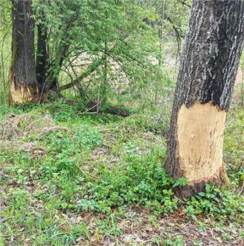 Zwei der Bäume, die an der Mangfall in Feldolling von einem Biber angeknabbert wurde. Foto beuerlien