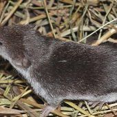 Borna: Mann stirbt in Pfaffenhofen