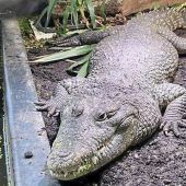 Ein Krokodil in der Kleingartenanlage