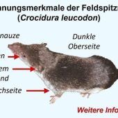 Die Angst vor dem tödlichen Borna-Virus