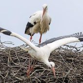 Rabiate Auslese  im Storchennest