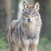 Grünes Licht für mehr Wolf-Abschüsse