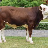 Rekordsumme für Pracht-Bullen