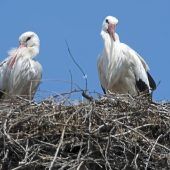 Ein Traumjahr für Störche
