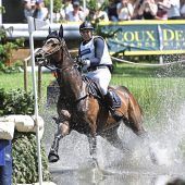 Pferd nach Sturz eingeschläfert
