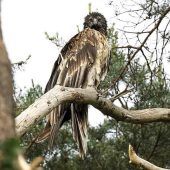 Vinzenz auf großer Deutschlandreise