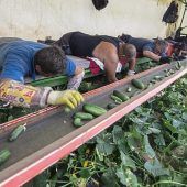 Mini-Mindestlohn für Saisonarbeit?