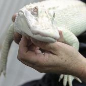 Der Wildpark im Wohnzimmer