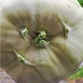 Gemüsiges Schmunzelgesicht