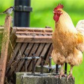Tierische Augenblicke auf dem Bauernhof