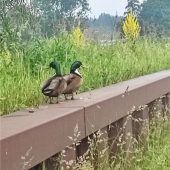 Gemeinsamer Morgenspaziergang