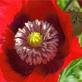 Knallrote Augenweide