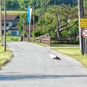 „Wanderstorch“ auf dem Weg durch Litzldorf