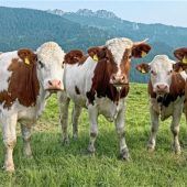 „Alpenmodels“ in Abendstimmung