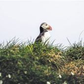 Ungewöhnliches aus Island