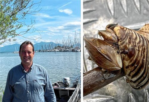 „Alarmstufe Braun“: Florian Kirchmeier, Chef der Fischereigenossenschaft Chiemsee (links), fühlt sich von der invasiven Quagga-Muschel bedroht (rechts). Foto Collage privat