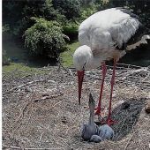 „Die Natur ist manchmal halt auch grausam“