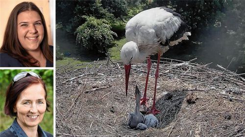 Alles in Ordnung da unten? Storchen-Mama Kaira kümmert sich rührend um ihre zwei Küken Pitti und Platsch. Zum Storchen-Projekt von Cindy Kock (oben) aus Kolbermoor hat jetzt Oda Wieding (unten) vom Landesbund für Vogelschutz Stellung genommen. Foto www.storchennest-kolbermoor, LBV/Nina Meier, re