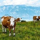 Exkursion auf die Alm