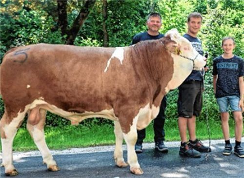 Als zweiter Stier des Marktes ging der Megastar-Sohn „Manaia“ aus dem Zuchtbetrieb Georg Kellner aus Hennthal bei Heiligkreuz in den Besamungseinsatz.