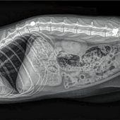 Kater Pidi in Tiefgarage erschossen