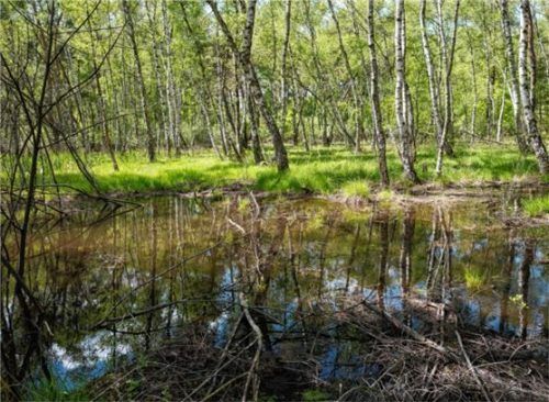 Das Bild zeigt ein Waldstück, das wieder zu einem Moor werden wird. Foto dpa