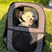 Mini-Malteser stirbt nach Beißvorfall