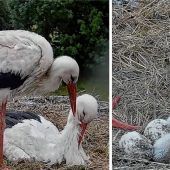 Storchen-Nachwuchs geschlüpft