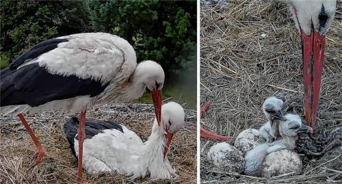 Das Storchenpaar Kaira und Alexander hat Nachwuchs bekommen. Foto www.storchennest-kolbermoor.de