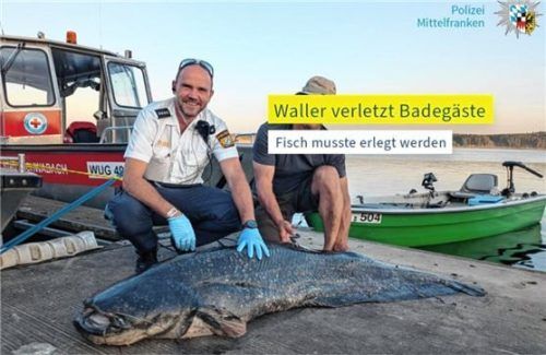 Der erlegte Waller liegt am Ufer vom Brombachsee, nachdem er wiederholt Schwimmer angegriffen hat. Foto DPA