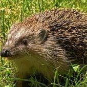 Schutzmaßnahmen für den Igel
