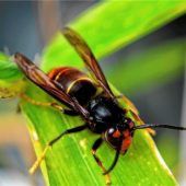 Asiatische Hornisse bedroht Oberbayerns Bienen