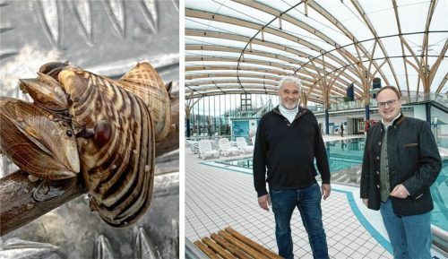 Die invasive Quagga-Muschel gefährdet den Betrieb des Prienavera-Erlebnisbads. Dirk Schröder, Geschäftsführer der Chiemsee Marina GmbH (rechtes Bild, links), und Priens Bürgermeister Andreas Friedrich, erklären, was zu tun ist. Foto  re/Berger