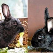 Marble und Maple suchen neues Zuhause