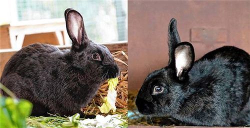 Die Kaninchendamen Marble (links) und Maple wünschen sich viel Platz. Foto re