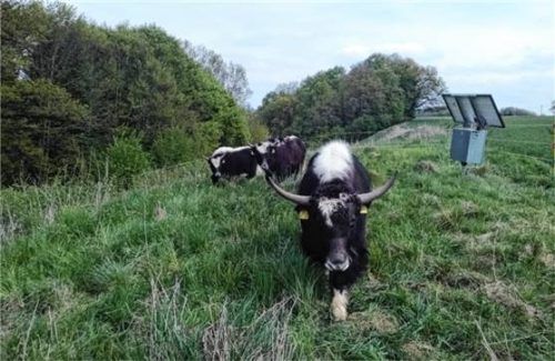Die Yaks helfen bei der naturschutzgerechten Beweidung der artenreichen Grünfläche in Haag.Foto Kirschner