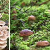 Schwammerl-Frust im Chiemgau