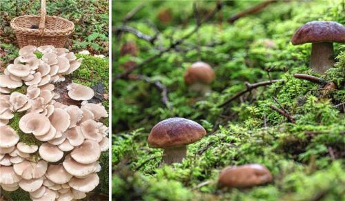 Eigentlich ist der Austernseitling als typischer Winterpilz bekannt. Diese Gruppe prächtiger Pilzkörper entwickelte sich nach dem jüngsten Regen im Juni in einem Wald östlich von Traunreut. Die Suche nach Steinpilzen gestaltet sich aber sehr schwierig. Fotos Oberkandler/dpa