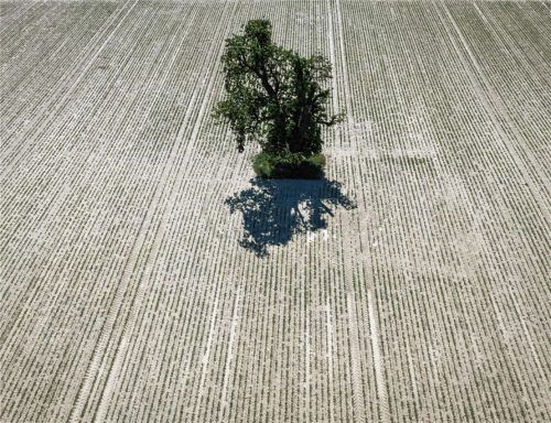 Ein einzelner Baum steht auf einer ausgetrockneten Ackerfläche in der Wetterau. Foto dpa