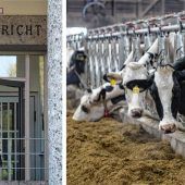 Ließ Bauer seine Kuh absichtlich leiden?