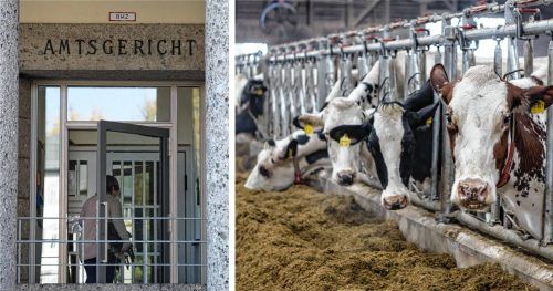 Ein Rinderzüchter stand vor dem Amtsgericht Rosenheim wegen vermuteter Tierquälerei (Symbolbild). Fotos dpa