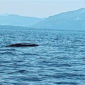 Schwarze Schlange im Chiemsee