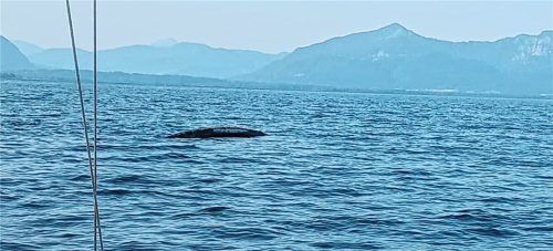 Ein unbekanntes Objekt hat am vergangenen Sonntag für Aufsehen im Chiemsee gesorgt. Foto re
