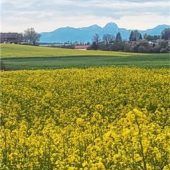 Die gelbe Wand vor den Alpen