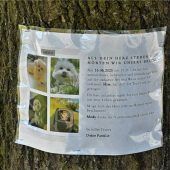 War Medos Tod zu verhindern?