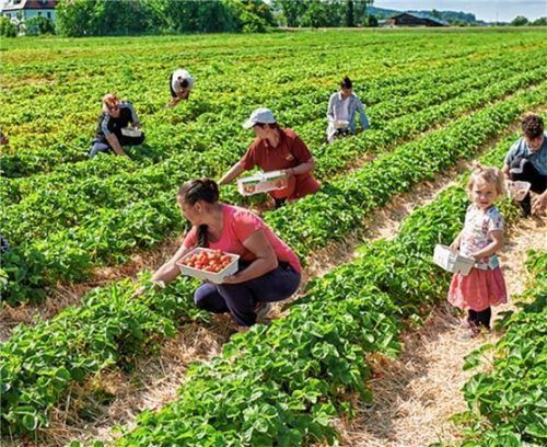 Frische Erdbeeren, vom Feld direkt ins Körbchen. Foto Hausner
